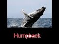 Capture de la vidéo Humpback Whale Attacks On Humans