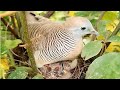 Zebra dove birds She has a small baby in the nest [ Review Bird Nest ]