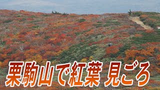 栗駒山で紅葉が見ごろ