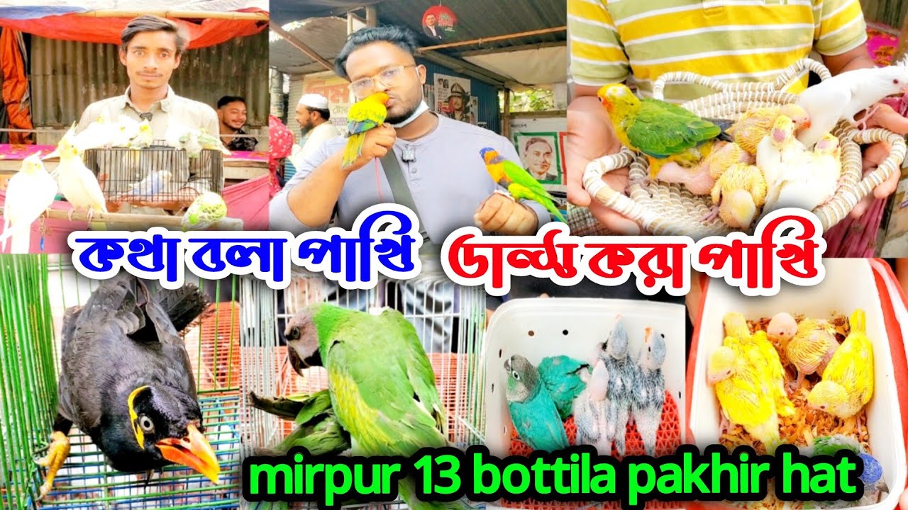 ডান্ছ করা পাখি, টেম করা পাখির হাট মিরপুর ১৩ বটতলা | mirour 13 bottola pakhir hat | pakhi pagla | pet