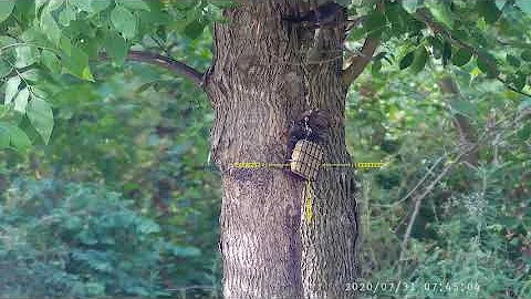 Starling Pest Control