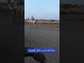 حياة البادية من داخل الجزيرة السودان الخرطوم 