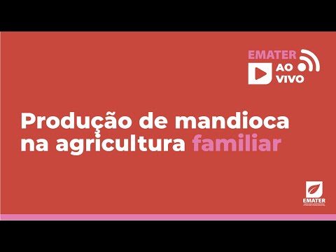 Produção de mandioca na agricultura familiar