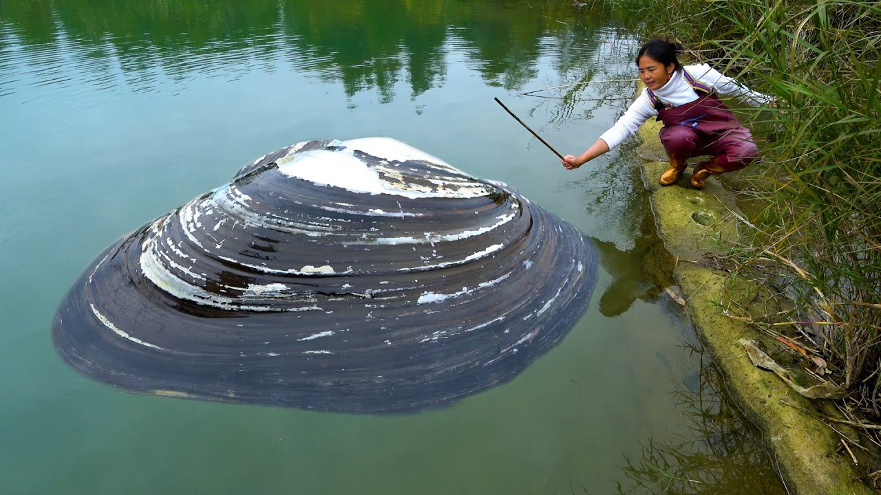 This clam is not the largest, but there are also a lot of pearls