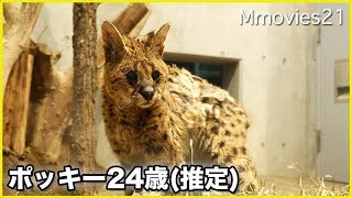 サーバルキャット　ポッキー　国内最高齢　　力強く生きる