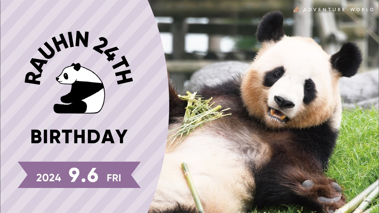 Archived Stream] Giant Panda 