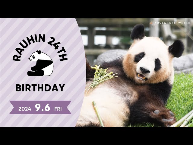 Archived Stream] Giant Panda 