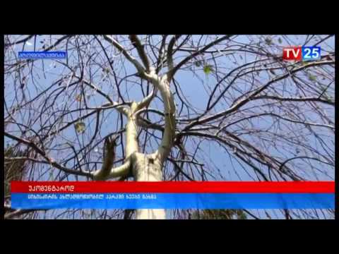 ციხისძირის ახალადმოწყობილ პარკში მცენარეები გახმა