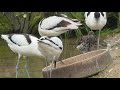 #1 Pensthorpe Wader Aviary - 2020