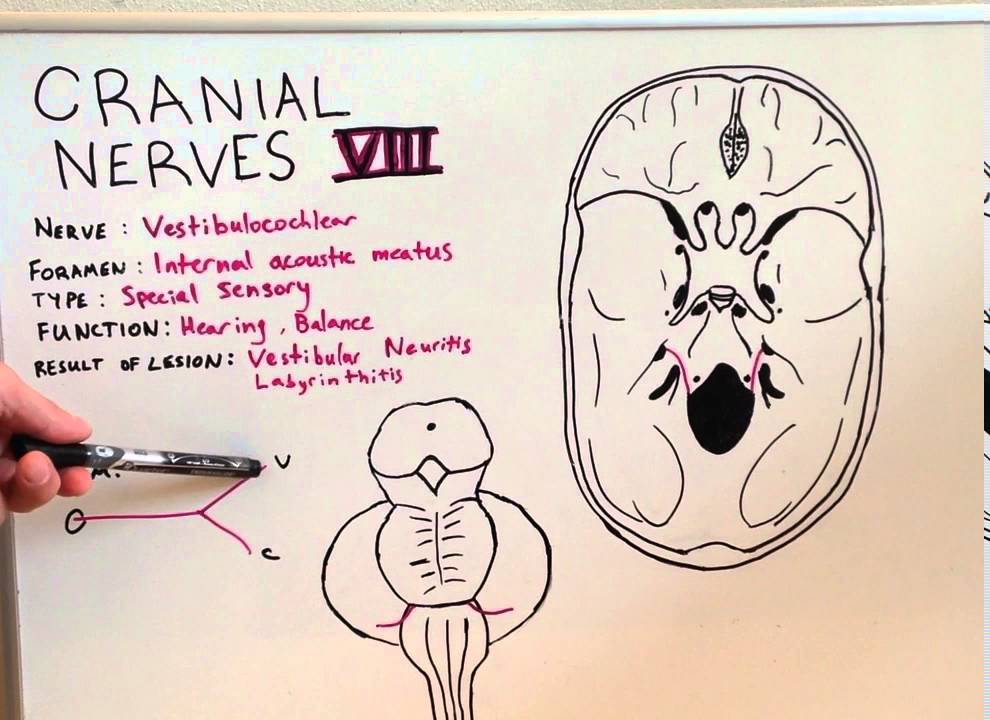 Cranial Nerve VIII - Anatomy Lecture for Med Students - USMLE Step 1