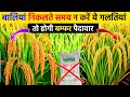 90% Farmers make these mistakes while paddy gain arrives ||How to production will increase in paddy