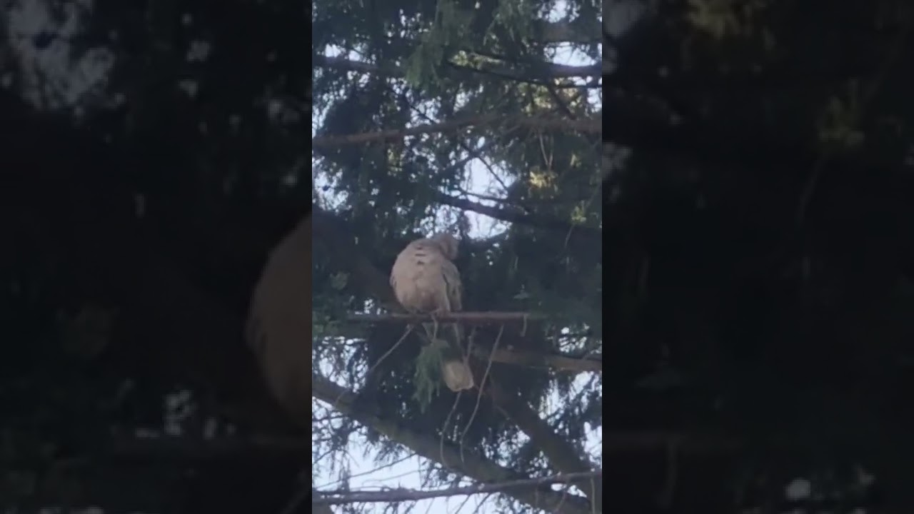 Dove 🕊 Having A Spring Clean 😊