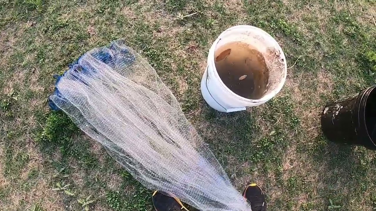 Quick Shad (Catfish bait) Hual