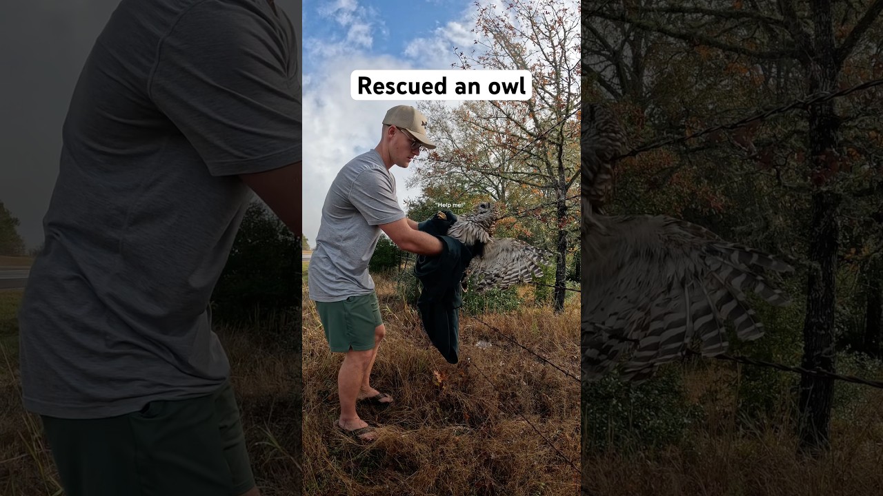 Saved an injured owl (pt.1) 