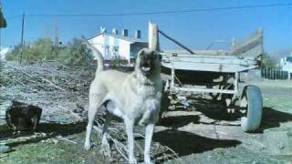 SİVAS KANGAL SONER ÖZBEK