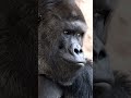 Горилла внимательно слушает velure - заставь #newmusic #music #postgrunge #monkey #announcement
