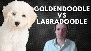 Goldendoodle vs Labradoodle - Choosing a Puppy