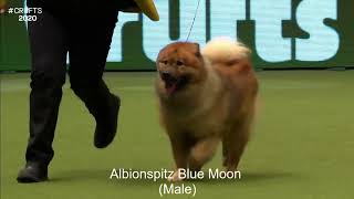 Best of Breed, Utility Group|EURASIER|(20172022)