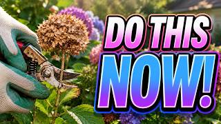 Your Hydrangea Needs This in Every August— Most Gardeners Get It Completely Wrong.