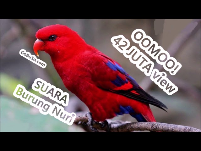 Suara Nuri Mp3 - Download Suara Burung Nuri Bayan Kepala Hitam Pelangi Bicara Assalamualaikum! class=