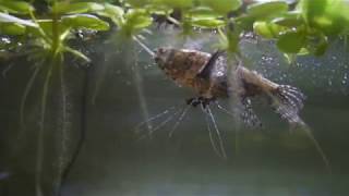 バタフライフィッシュの飼育方は 混泳方法から飛ぶ最大距離や値段は Eizan S Pet Life バタフライフィッシュの飼育方は 混泳方法から飛ぶ最大距離や値段は Eizan S Pet Life