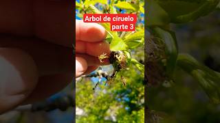arbol ciruelo parte 3 las hojas