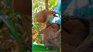 Burung Pipit