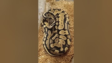 Fire Orange Dream Ball Python Fresh Shed! 🐍 | Incredible Color After Shed