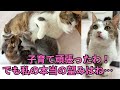 【135】初産で６匹出産し見事に育てた母保護猫⭐︎自ら子離れする親の手本まで見せてくれました！