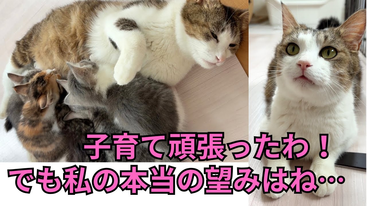 【135】初産で６匹出産し見事に育てた母保護猫⭐︎自ら子離れする親の手本まで見せてくれました！