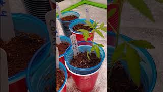 Mike Tyson grow update chop dry and cure