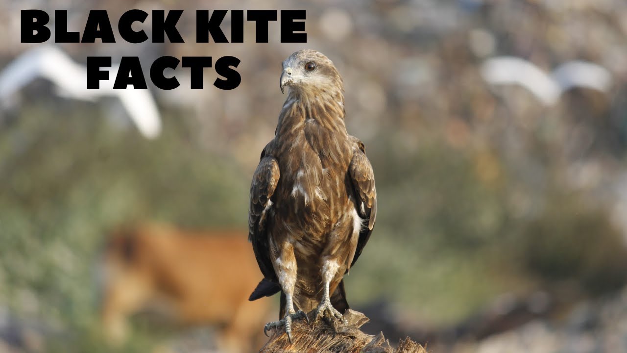 Black kite Facts Black Kite Bird Black Kite Video Milvus migrans
