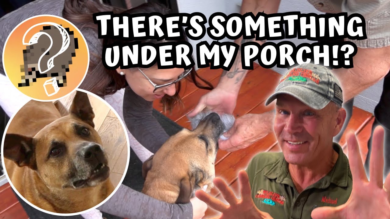 What's Making My Dog FREAK OUT!?! YouTube