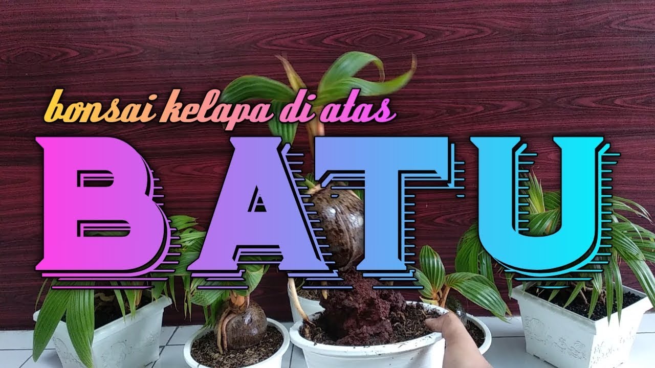Tampil Menawan Bonsai Kelapa Di Atas Batu Youtube