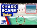 25metre tiger shark filmed swimming at aussie beach  9 news australia