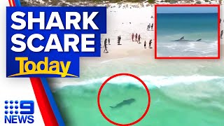 2.5-metre tiger shark filmed swimming at Aussie beach | 9 News Australia