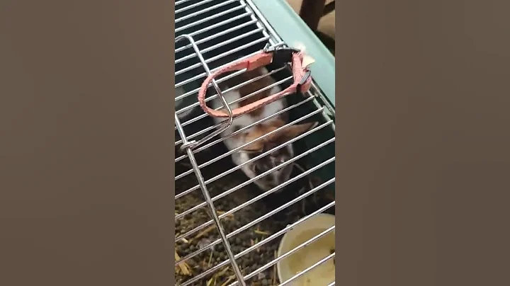 Little Bunny