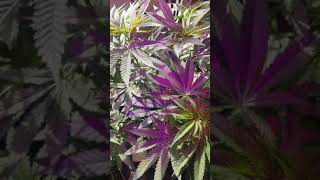 (AGE  21+) 😯 Just found out that two of my four clones are male😯