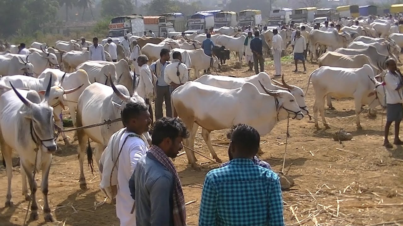 ಕಿತ್ತೂರು ದನಗಳ ಸಂತೆ | ಪ್ರತಿ ಸೋಮವಾರ