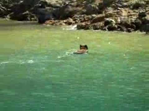 Bear Swimming At Shasta Lake, Ca - Youtube