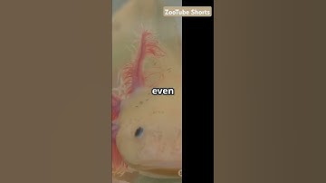 Axolotls Can Regrow Their Brain! 🦎🧠 #amazing #facts #animals #fyp #shorts #trending #shortvideo