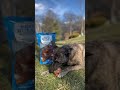 Crunch time! She found her favorite snack #spring #rescue