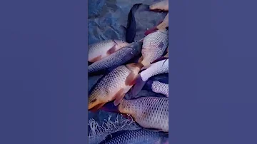 Datauli NNaddi 