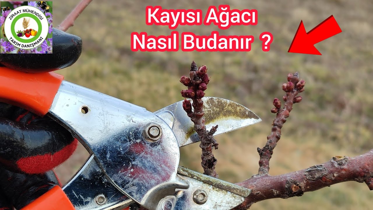 Kayısı Ağacı Nasıl Budanır ❓Ağaca Böyle Budama Yaparsan Her Yıl Meyve Alıp kayısı toplayacaksın 🍑