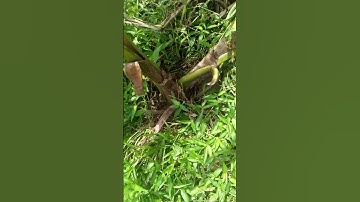 cây dừa đột biến