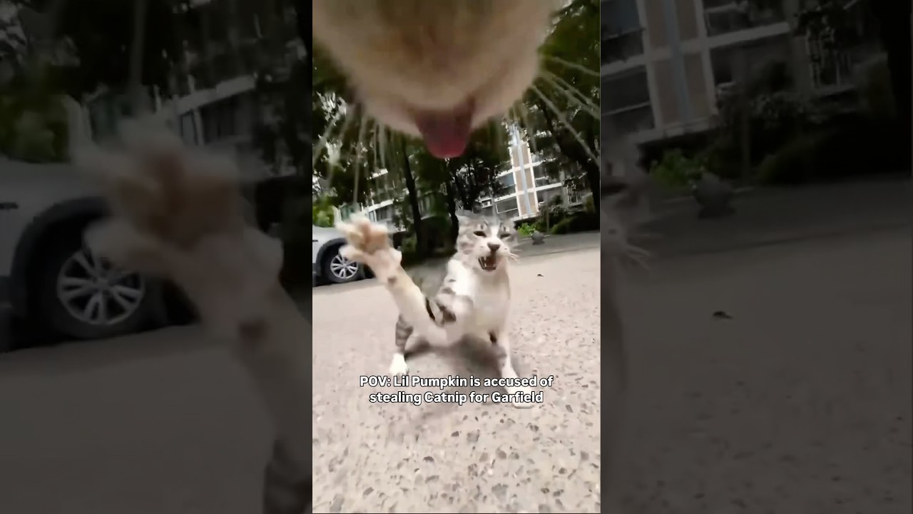 His backup came outta nowhere 😂