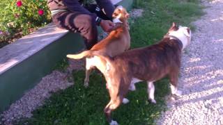 Sigar And Luna - American Staffordshire Terrier - Amstaff - Bosnia