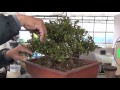 Azalea Bonsai named kouzan 晃山. Part 2. Cutting