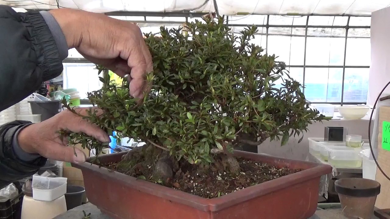 Azalea Bonsai named kouzan 晃山. Part 2. Cutting YouTube