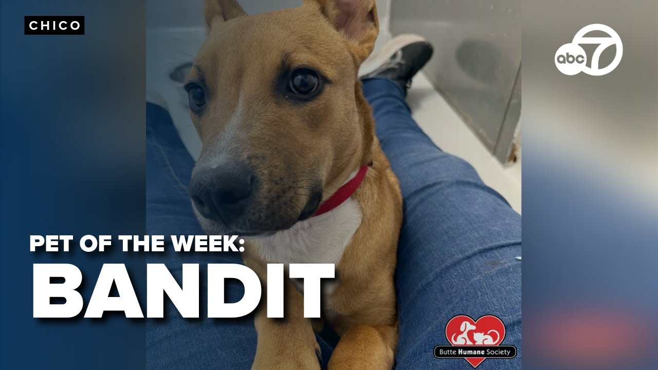 PET OF THE WEEK Adopt the adorable Bandit but be careful, he'll steal
